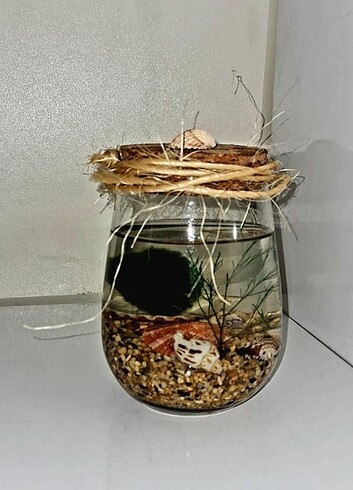 Marimo Moss Şans Yosunu