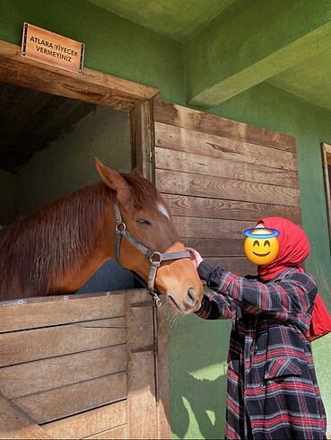 Diğer Ekoseli kaban