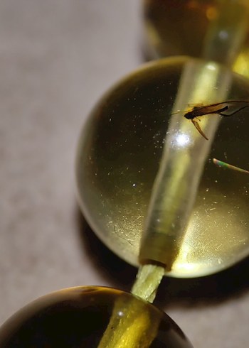 Böcek fosili orjinal damla kehribar - Görsel 8