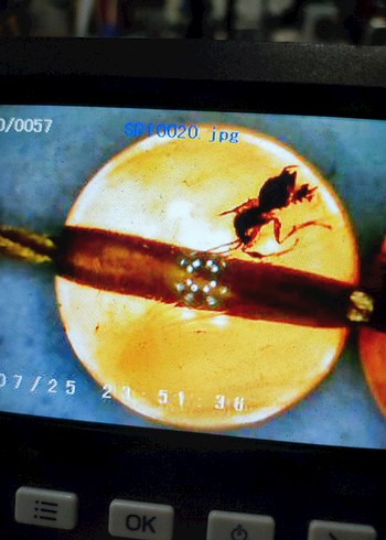 Böcek fosili orjinal damla kehribar - Görsel 12