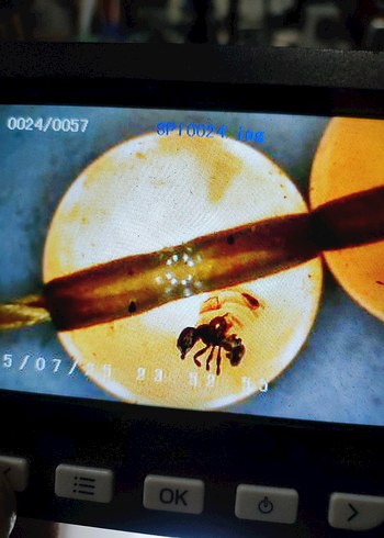 Böcek fosili orjinal damla kehribar - Görsel 14