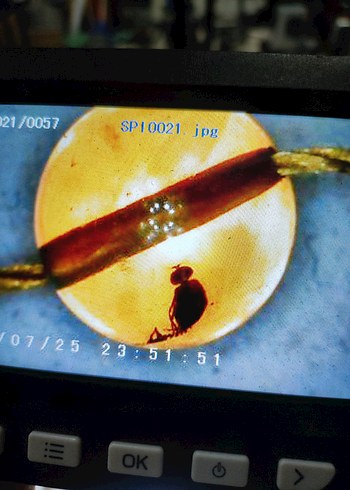 Böcek fosili orjinal damla kehribar - Görsel 15