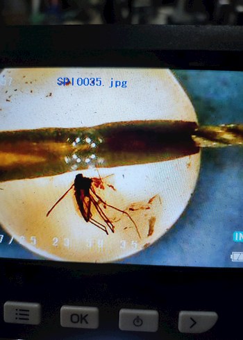 Böcek fosili orjinal damla kehribar - Görsel 17