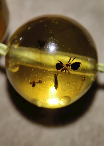 Böcek fosili orjinal damla kehribar - Görsel 6