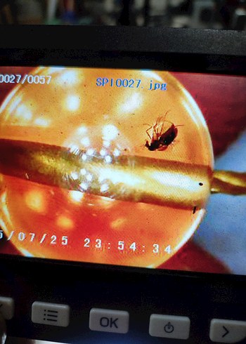 Böcek fosili orjinal damla kehribar - Görsel 16