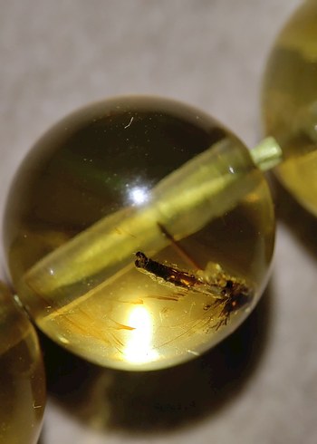 Böcek fosili orjinal damla kehribar - Görsel 5