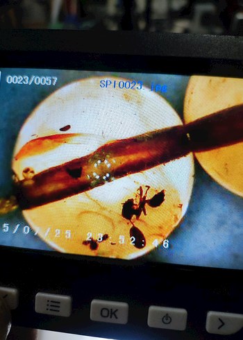 Böcek fosili orjinal damla kehribar - Görsel 13