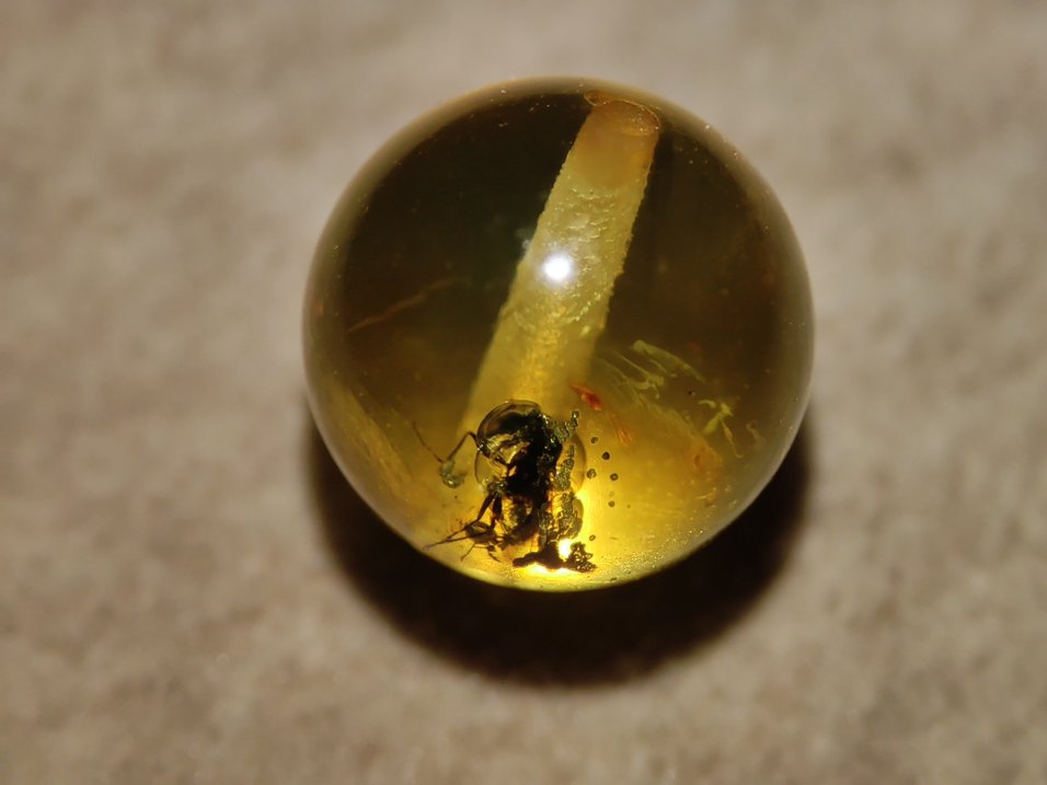 Böcek fosili orjinal damla kehribar - Görsel 3