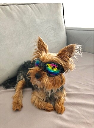 Pet gözlük