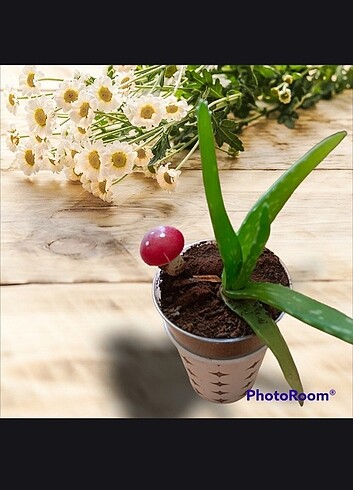 Aloe Vera 