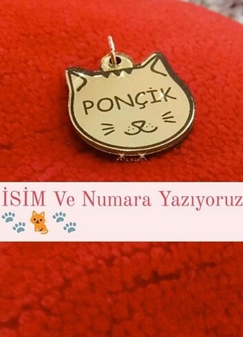 İsim Ve Numara Yazılı #keditasmasi #kedikünyesi 