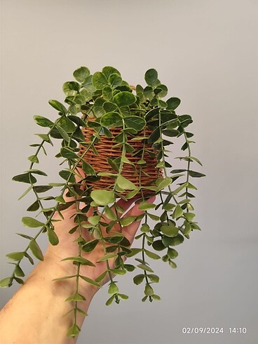 Sarkıt çiçeklik Rattan