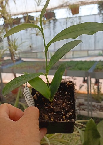 Hoya Lobbii orange kokulu mum çiçeği