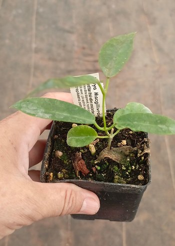 Hoya macgillivrayi kokulu mum çiçeği