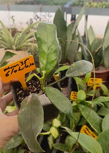 Hoya globulosa Kokulu mum çiçeği
