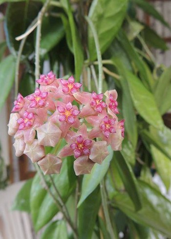 Hoya flores island kokulu mum çiçeği