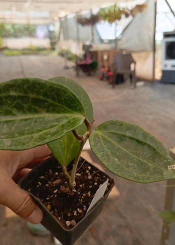 Çiçek Hoya sp Sulawesi GPS 8867 - kokulu mum çiçeği