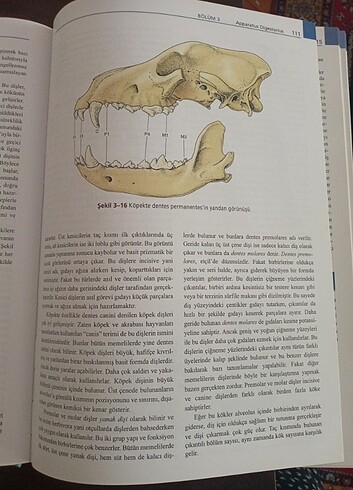 Elsevier Veteriner Anatomi 
