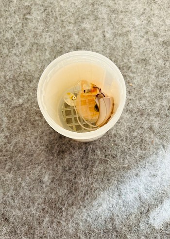 Starkey işitme cihazı Livio AI Duymer - Görsel 2