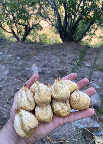 Kurutulmuş İncir Atıştırmalığı - Görsel 2