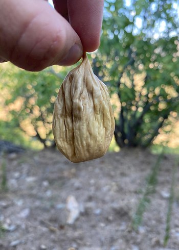 Kurutulmuş İncir Atıştırmalığı - Görsel 3