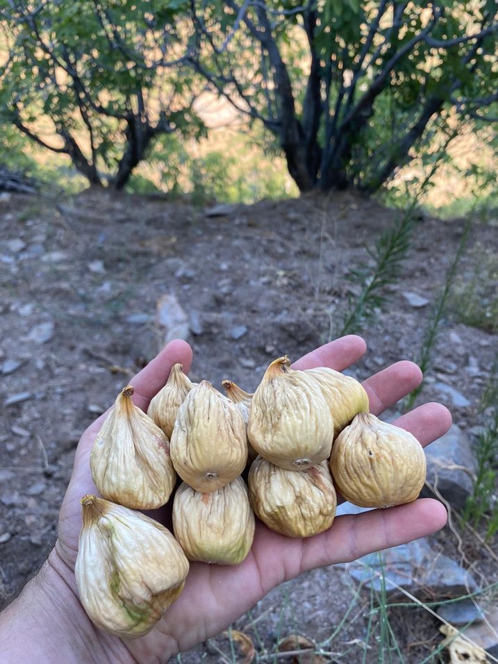 Kurutulmuş İncir Atıştırmalığı - Görsel 2