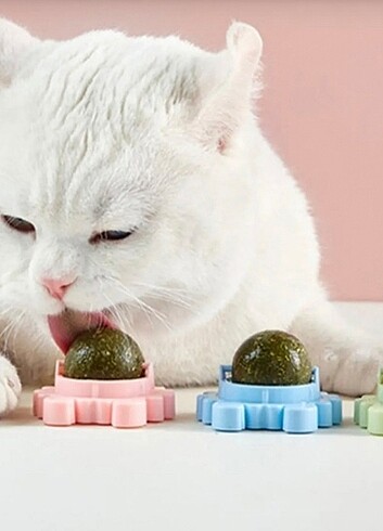 Kedi nanesi 