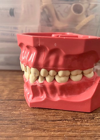  Diş hekimliği plastik çene
