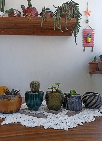 Tasarımcı Sukulent kaktüs set