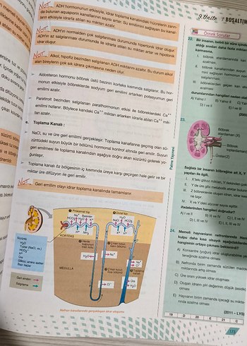 Beden AYT Biyoloji Konu Anlatımlı Kitap palme