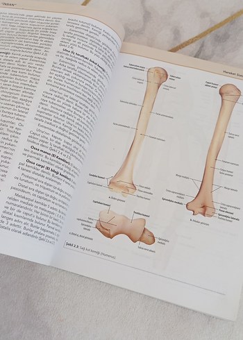  Beden Renk İnsan Anatomisi Kitabı - Prof. Dr. Davut Özbağ