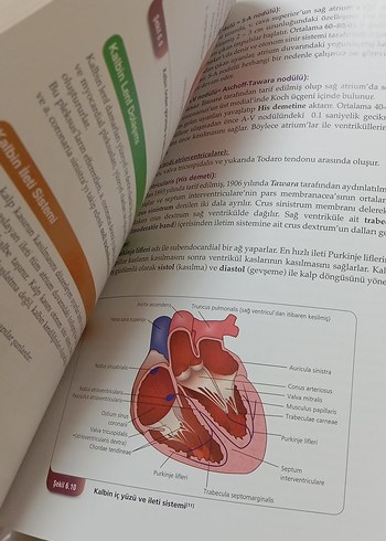  Her Yönüyle Anatomi - Prof. Dr. Yasin Arifoğlu