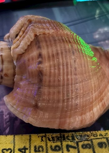 Hafif Kahverengi Deniz Kabuklu Dekor Deniz Salyangozu 10-11cm - Görsel 2