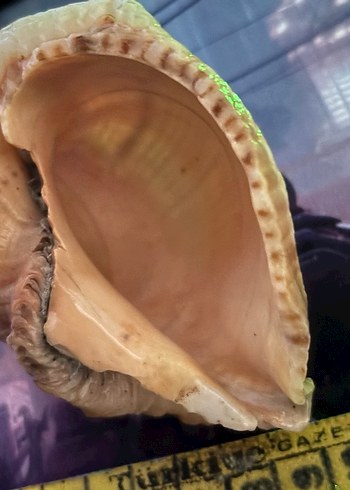 Hafif Kahverengi Deniz Kabuklu Dekor Deniz Salyangozu 10-11cm - Görsel 3