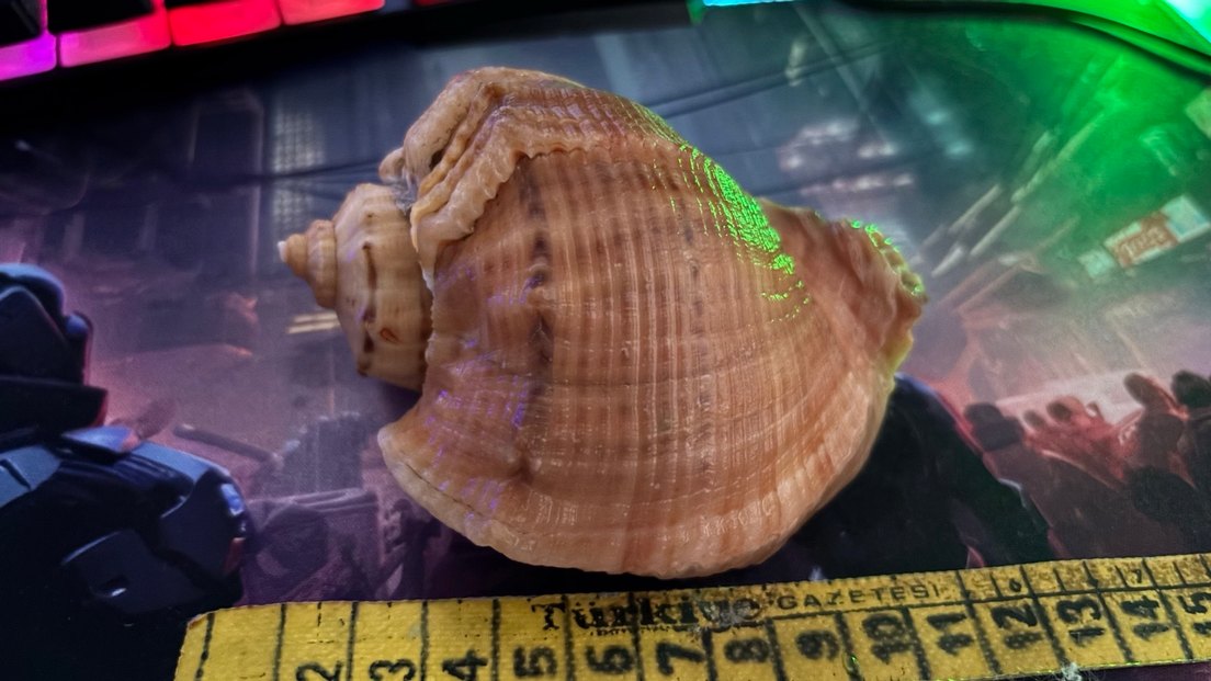 Hafif Kahverengi Deniz Kabuklu Dekor Deniz Salyangozu 10-11cm - Görsel 2