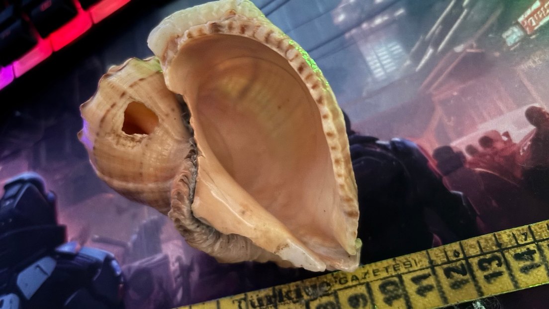 Hafif Kahverengi Deniz Kabuklu Dekor Deniz Salyangozu 10-11cm - Görsel 3