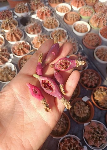 gymno kaktus tohumu - Görsel 2