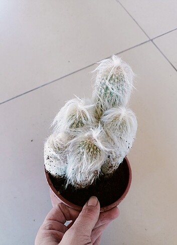 Kaktus 