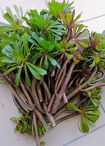 Aeonium sukkulent 