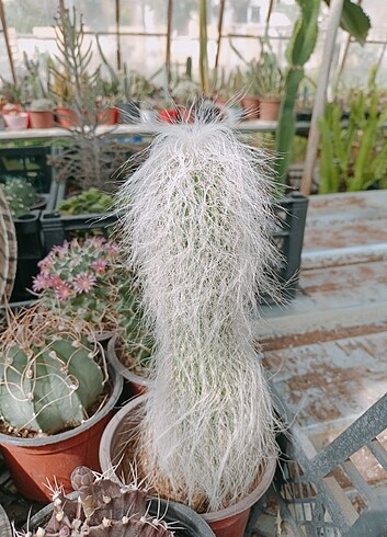 Kaktus 