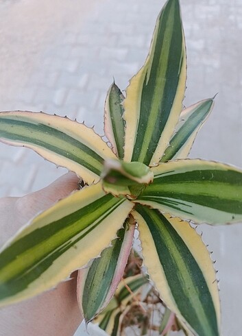 Agave