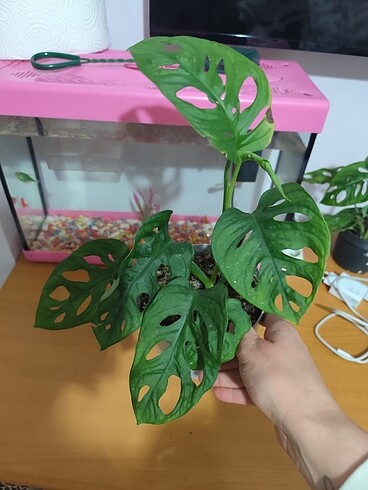 Monstera