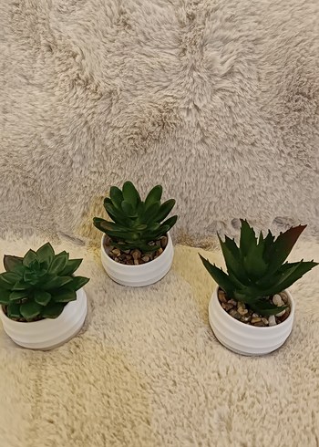 Beyaz Saksıda 3 Mini Sukulent Seti - Görsel 2