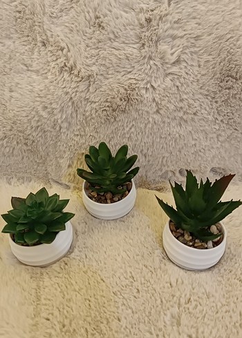 Beyaz Saksıda 3 Mini Sukulent Seti - Görsel 3