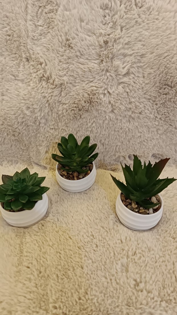 Beyaz Saksıda 3 Mini Sukulent Seti - Görsel 2