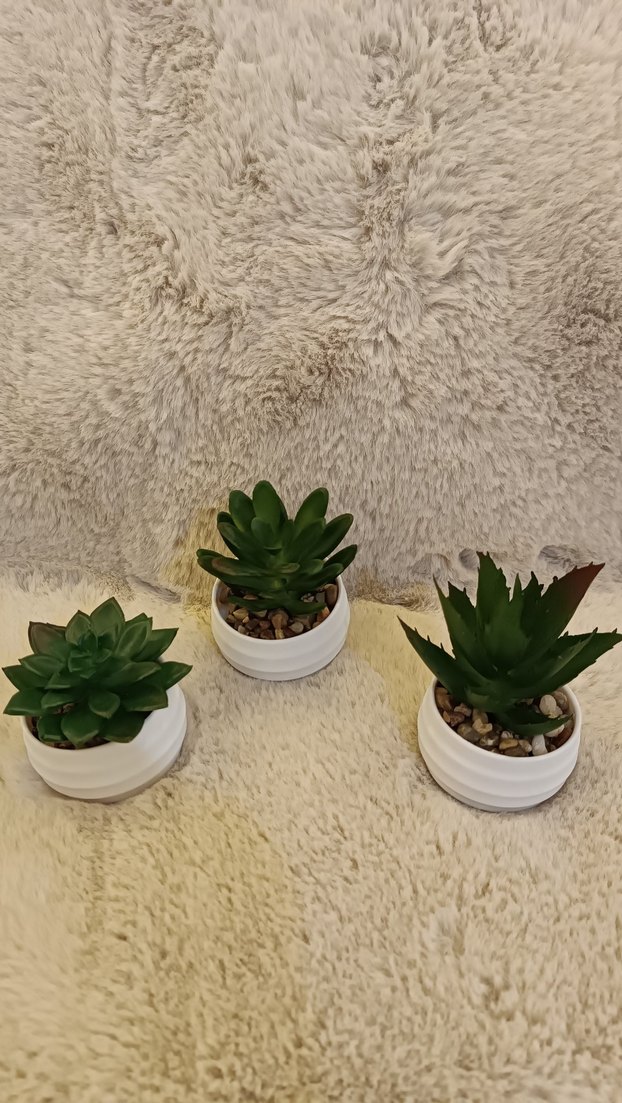 Beyaz Saksıda 3 Mini Sukulent Seti - Görsel 3