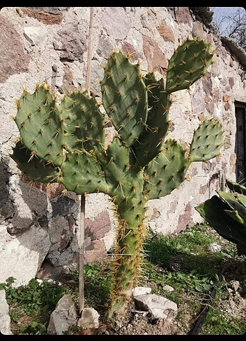 Opuntia Kaktüs 