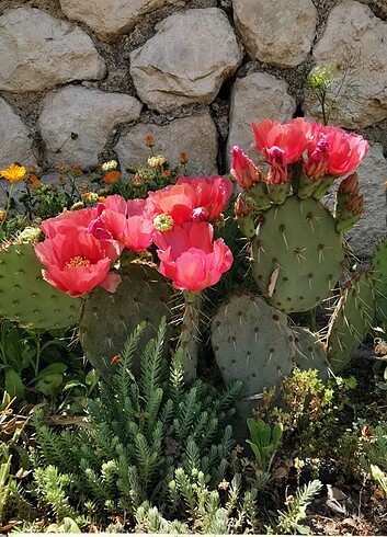 Opuntia phaeacantha 