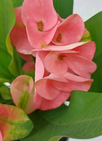Euphorbia 
