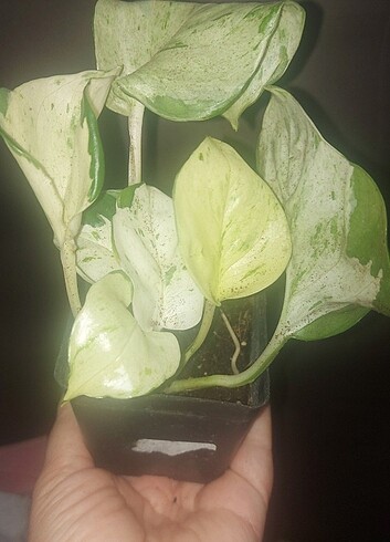 Epipremnum Aureum Happy Leaf Manjula